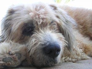 Cómo saber si mi perra tiene piómetra