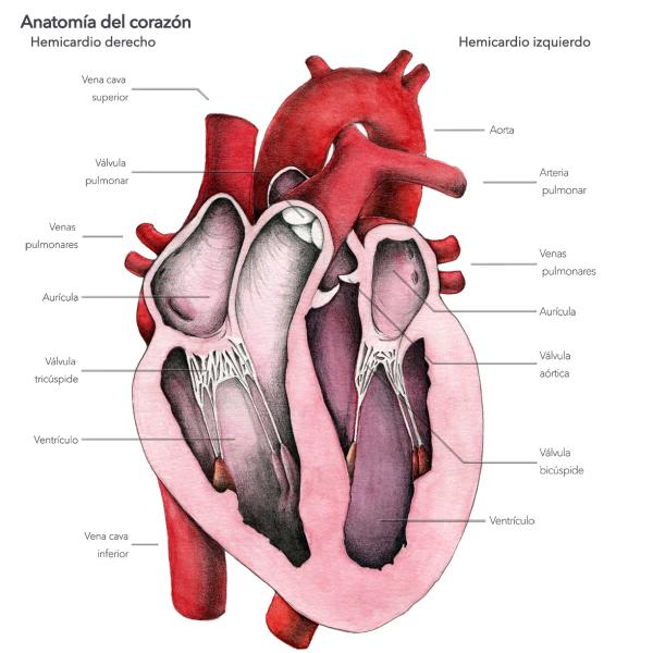 partes del corazon