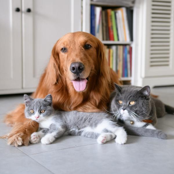que raza es butch de perros y gatos