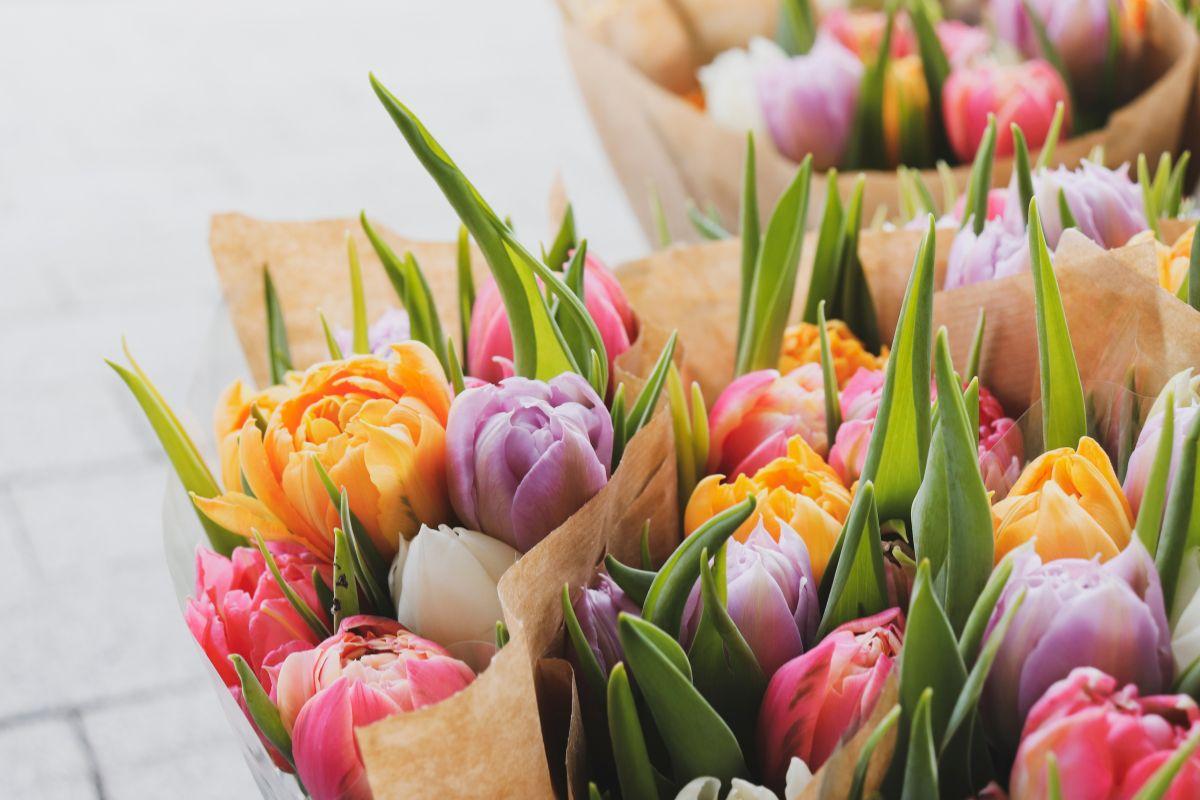 Tipos de tulipanes: variedades, colores y las clases más bonitas de esta flor