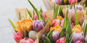 Tipos de tulipanes: variedades, colores y las clases más bonitas de esta flor