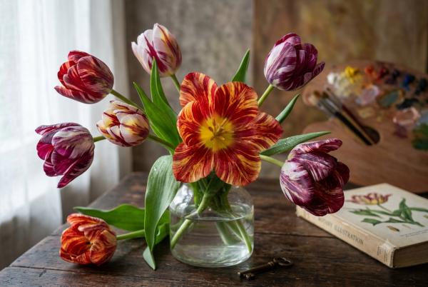 Tipos de tulipanes: variedades, colores y las clases más bonitas de esta flor - Tulipán Rembrandt