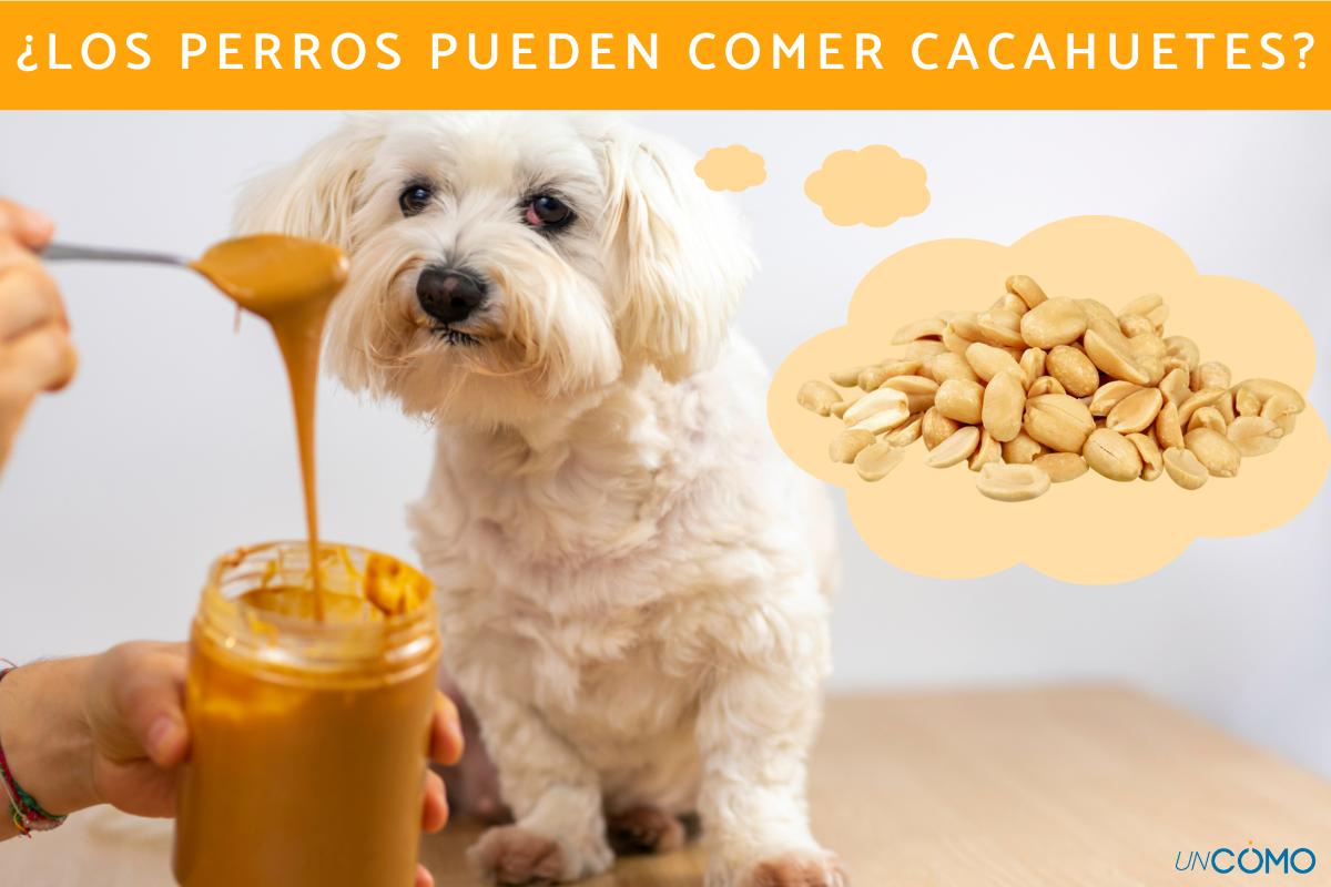 ¿Los perros pueden comer cacahuetes? ¿Es seguro darles estos frutos secos?