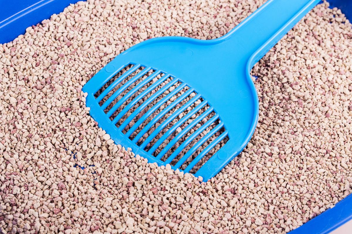 ¿Se puede enseñar a un perro a hacer sus necesidades en una caja de arena?