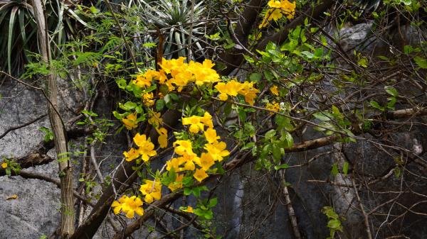 Contraindicaciones y efectos secundarios de la uña de gato - Consejos para tomar uña de gato