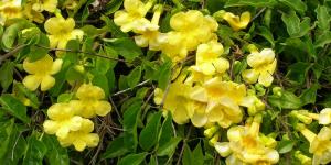 Contraindicaciones y efectos secundarios de la uña de gato