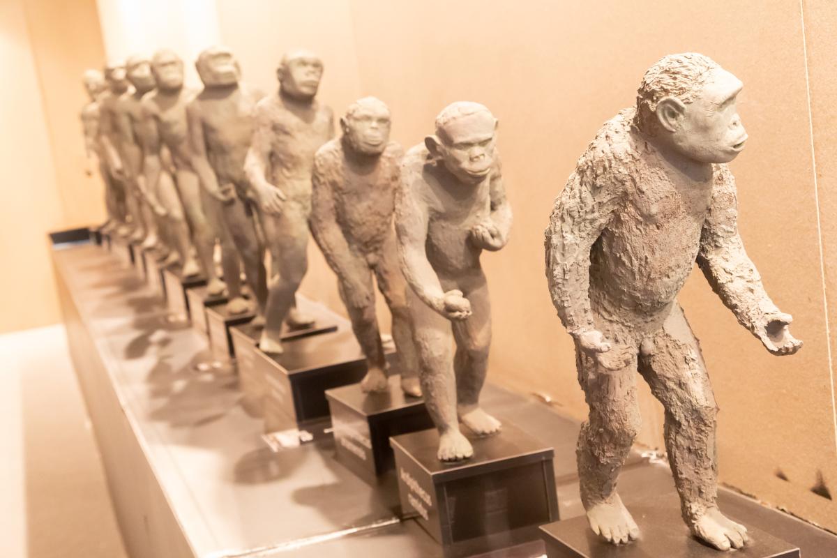 Diferencias entre neandertales y sapiens