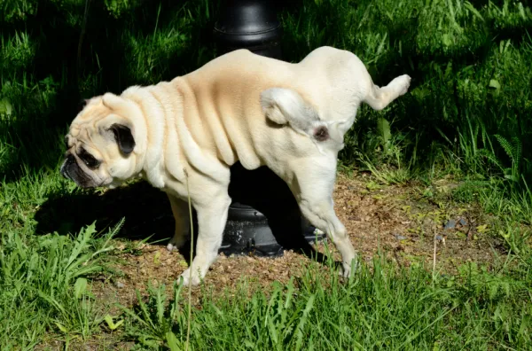 que significa que mi perro no deje de orinar