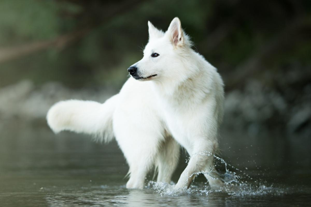 Perros grandes y blancos: descubre a estas razas de peludos