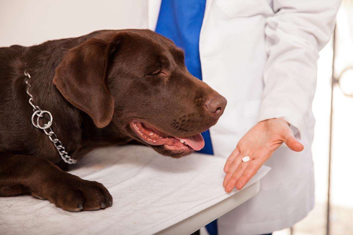 Ivermectina para perros: qué es, para qué sirve y dosis