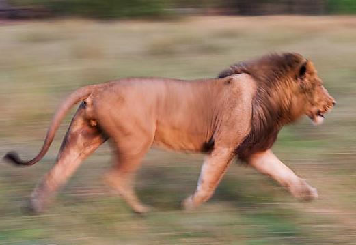 Cuáles son los animales más rápidos del mundo - Algunos animales muy rápidos