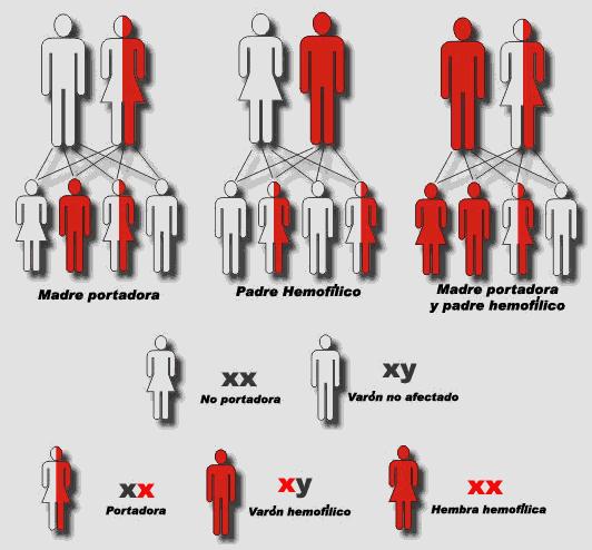 Cómo se transmite la hemofilia