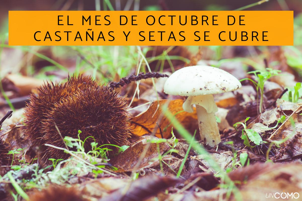 Refranes de octubre: lista de los más populares