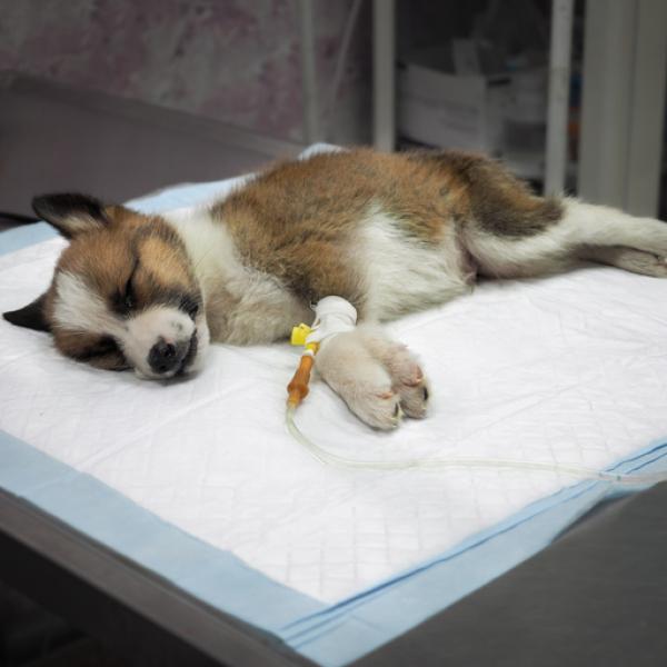 con qué frecuencia un perro necesita un refuerzo de parvo