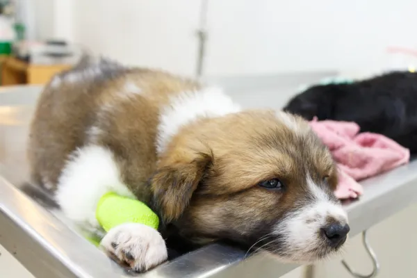 cuanto dura el parvovirus en perros
