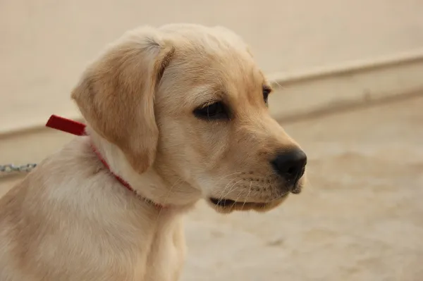 es normal que una cachorra de 3 meses tenga joroba