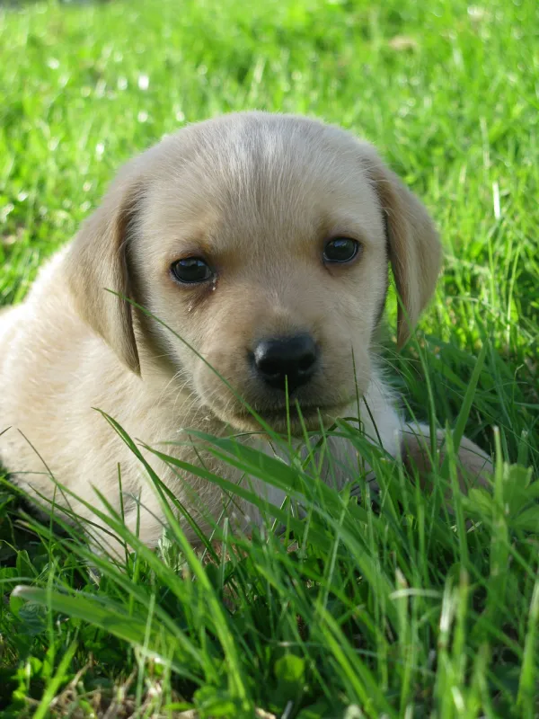 como cuidar a un cachorro labrador retriever