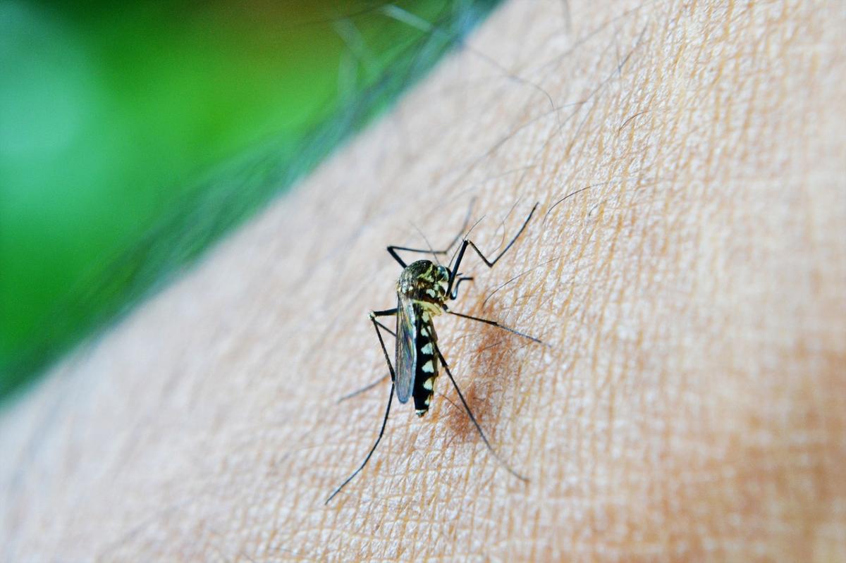 Cómo hacer repelente para mosquitos casero