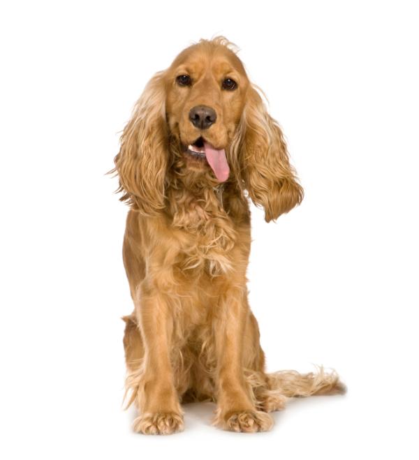 Cuánto debe comer mi perro cocker