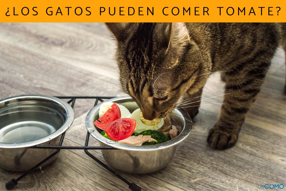 ¿Los gatos pueden comer tomate?