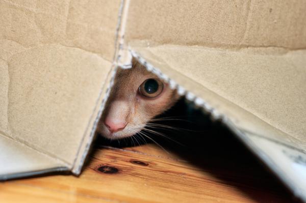 5 ejercicios divertidos para mi gato - Cajas, las grandes aliadas contra el aburrimiento felino