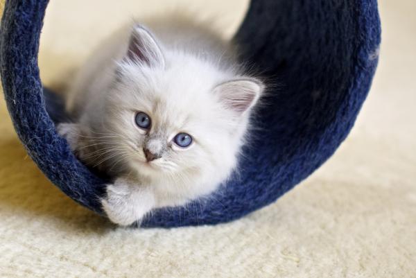 5 ejercicios divertidos para mi gato - Circuitos para que tu gato se lo pase en grande