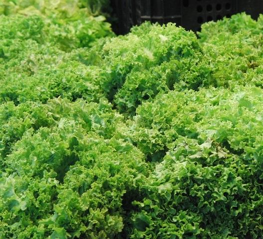 Cómo quitar el amargo de la escarola