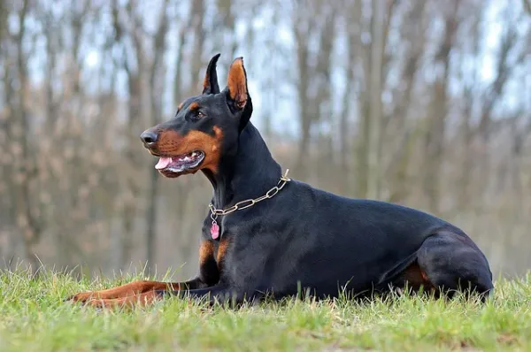 huelen los doberman pinscher