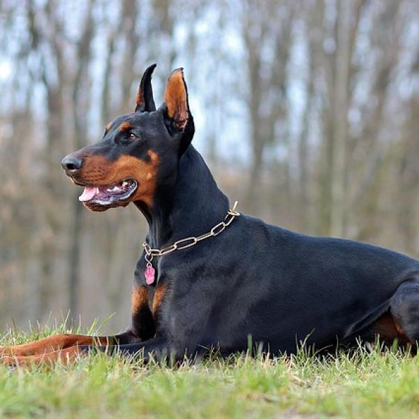 por qué se cortan las orejas a los doberman