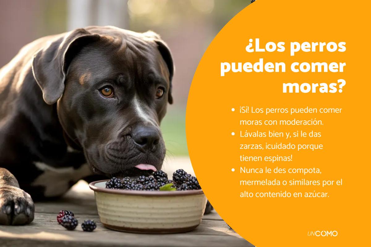 ¿Los perros pueden comer moras? Descubre los beneficios de estas bayas para ellos