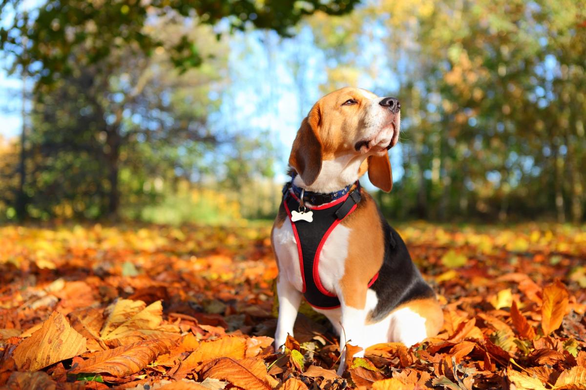 Cuál es el temperamento del beagle