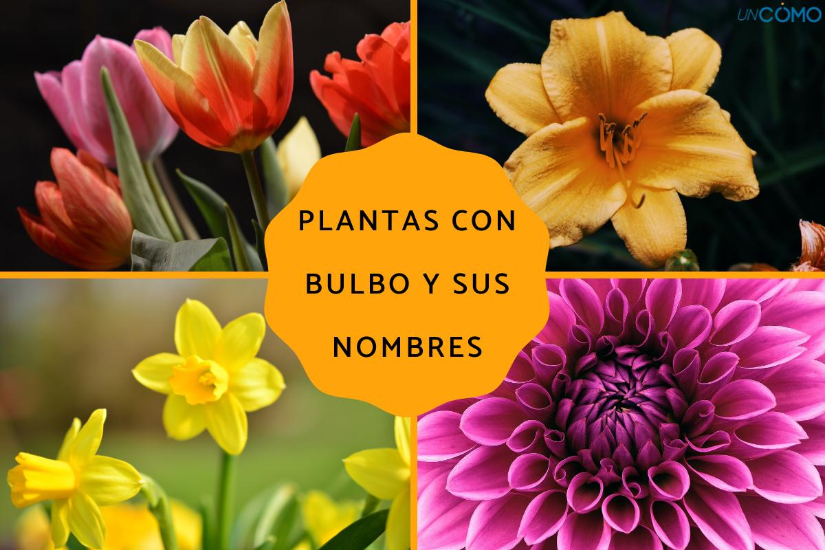 Plantas con bulbo y sus nombres
