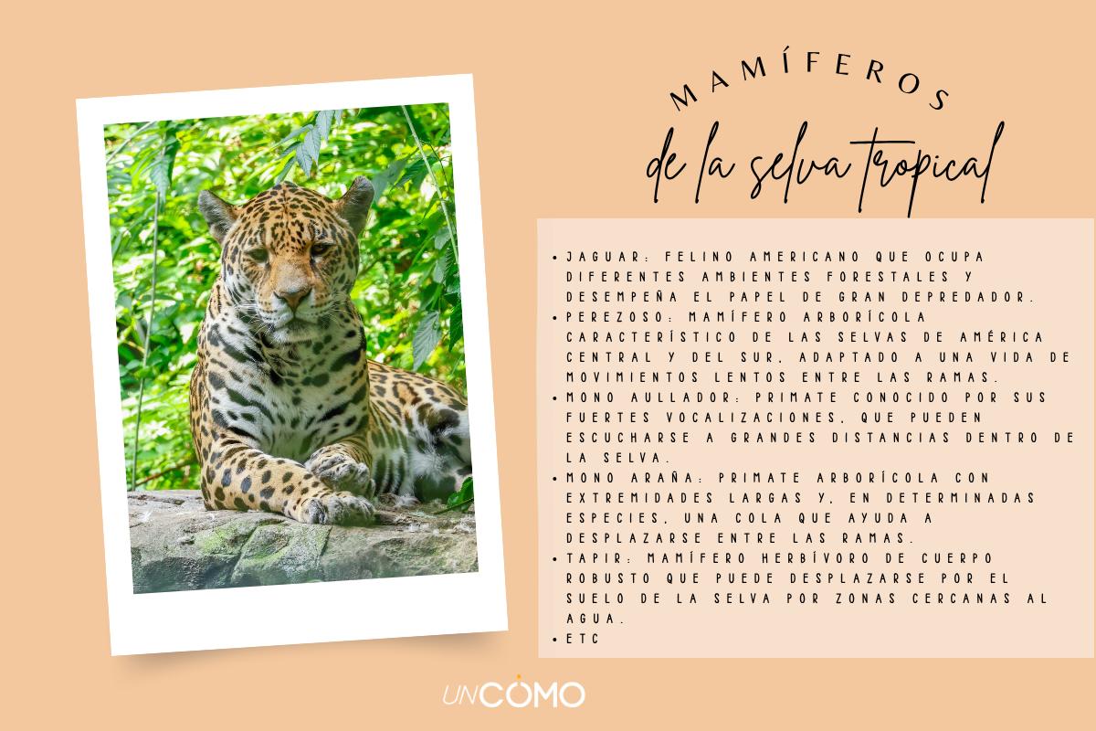 Animales que viven en la selva tropical: especies y características