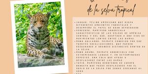 Animales que viven en la selva tropical: especies y características