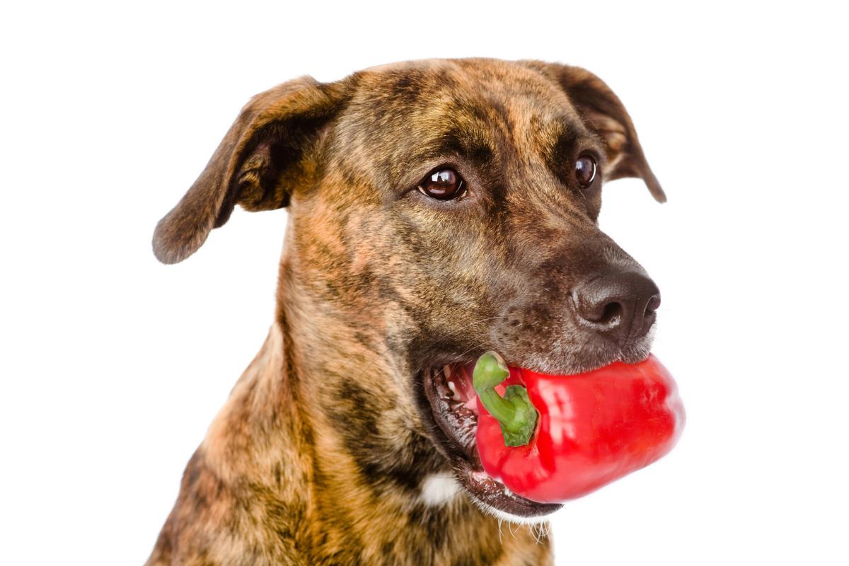 ¿Los perros pueden comer pimiento?