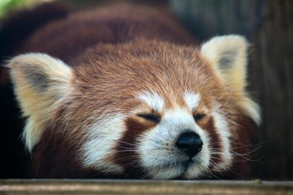 Animales que viven en la selva tropical: especies y características - Mamíferos de la selva tropical