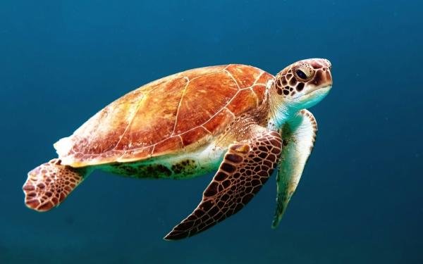 Animales que viven en la selva tropical: especies y características - ¿Por qué es tan importante la biodiversidad de la selva?