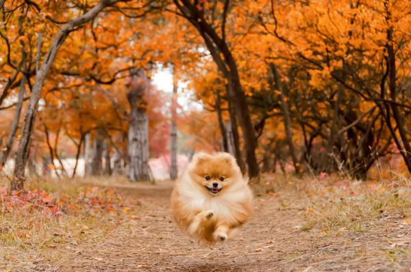 Cómo educar a un pomerania - Cómo educar a un pomerania cachorro