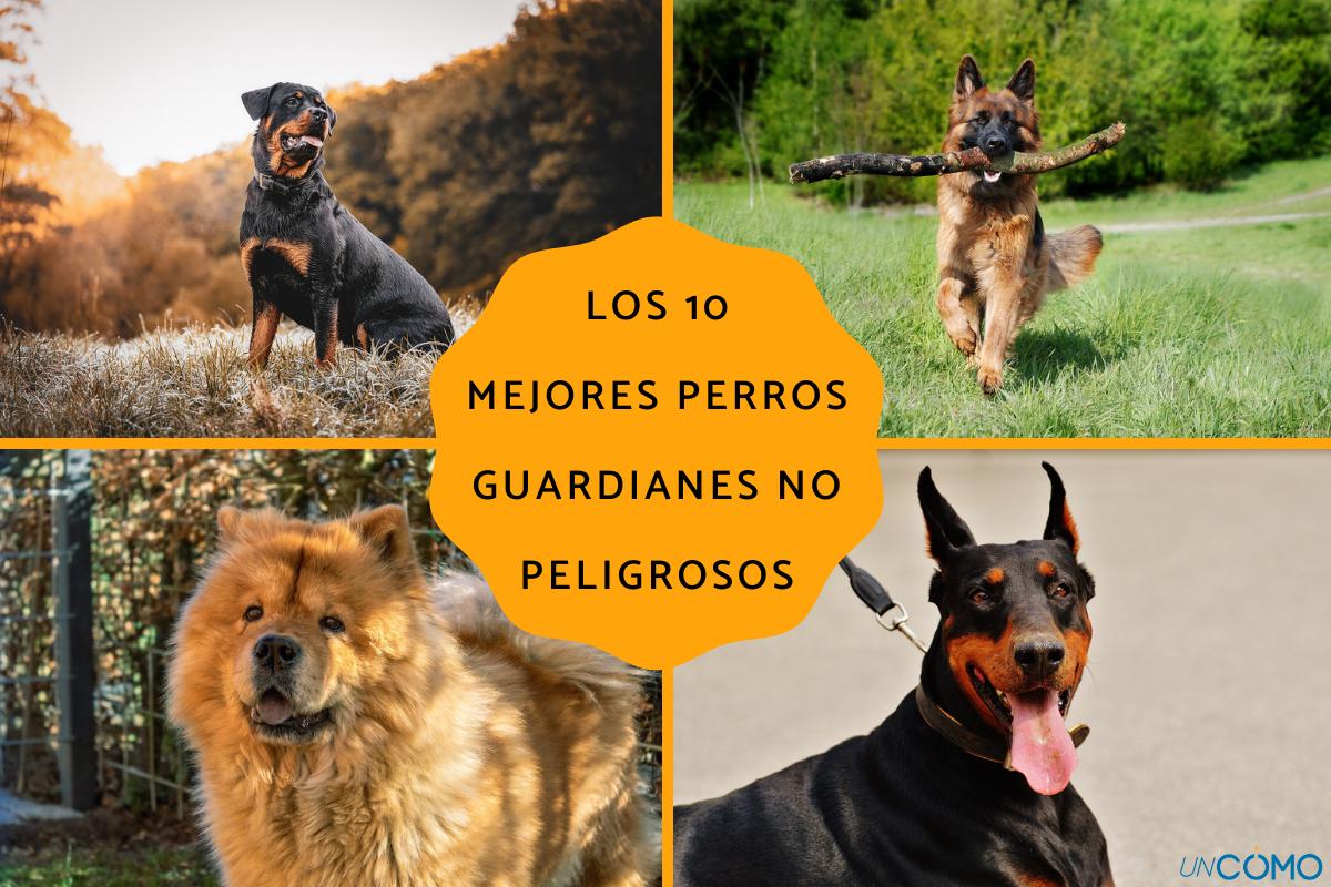 cual es el mejor perro para criar