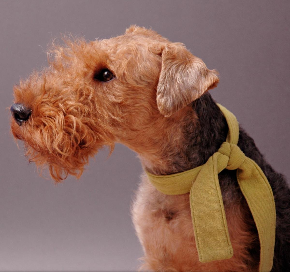 Cómo saber si mi perra tiene un embarazo psicológico