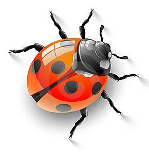 Cómo dibujar una mariquita