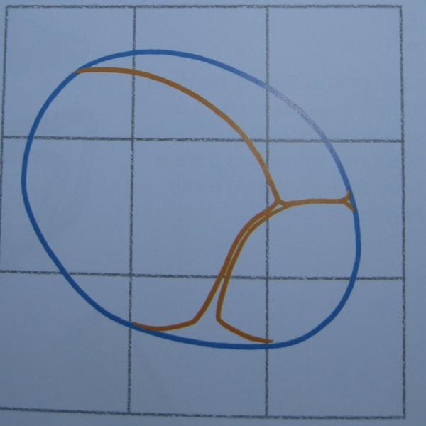 Cómo dibujar una mariquita - Paso 2