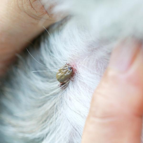 las garrapatas lastiman a los perros cuando muerden