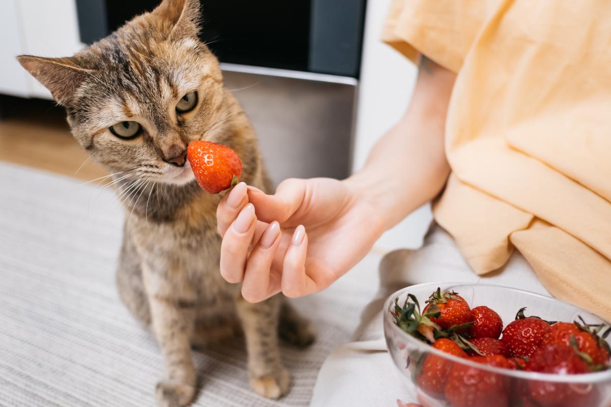 ¿Los gatos pueden comer fresas?