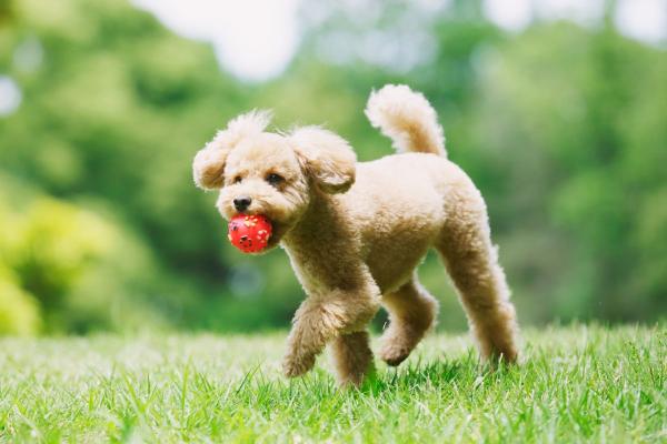 Nombres para perritas originales y bonitos: ideas únicas y con encanto - Nombres para perritas inspirados en la naturaleza