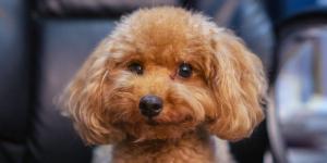 Nombres para perritas originales y bonitos: ideas únicas y con encanto