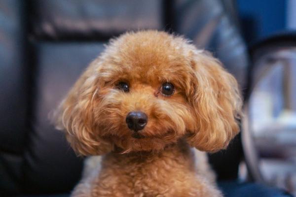 Nombres para perritas originales y bonitos: ideas únicas y con encanto