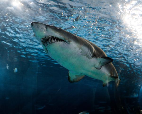 Cómo duermen los tiburones