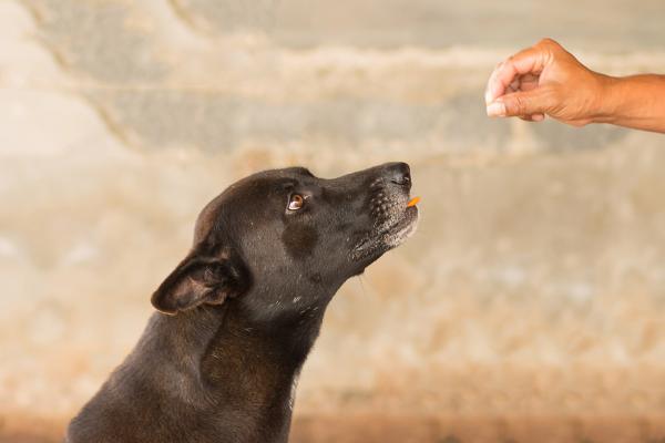 ¿Los perros pueden comer garbanzos?