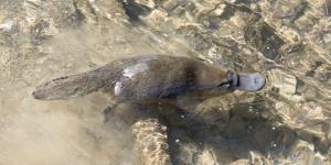 Qué come el ornitorrinco y dónde vive